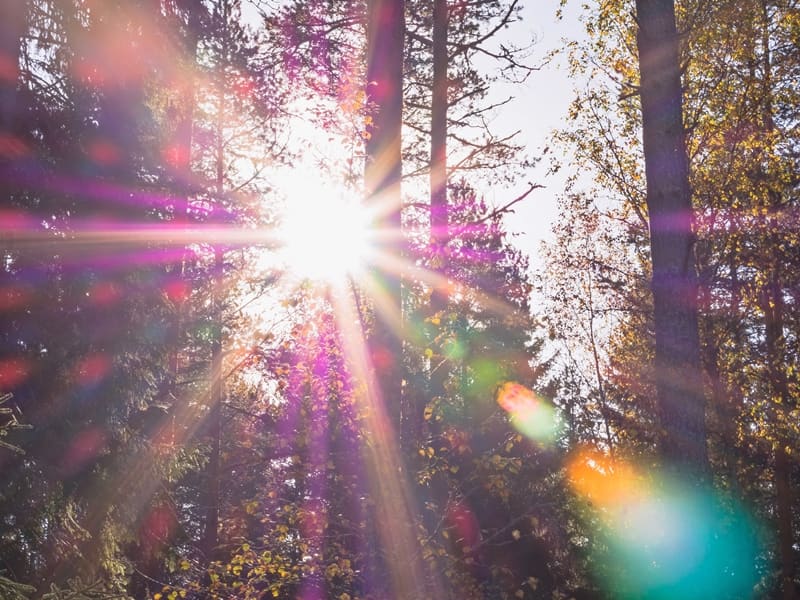 sun shine through trees