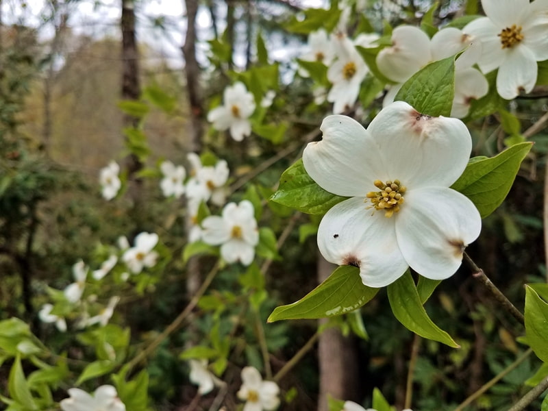 dogwood tree in winter