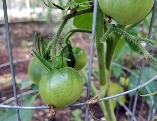tomato growing on vine