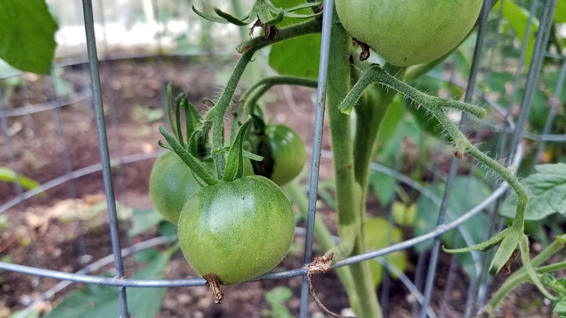 tomato growing on vine