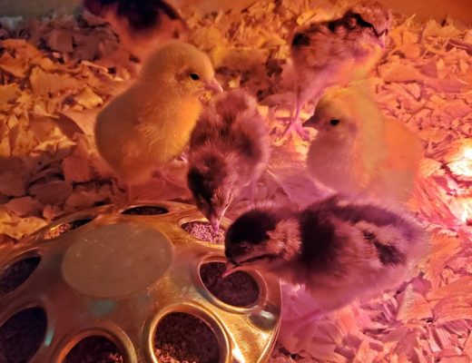 baby chicks around feeder