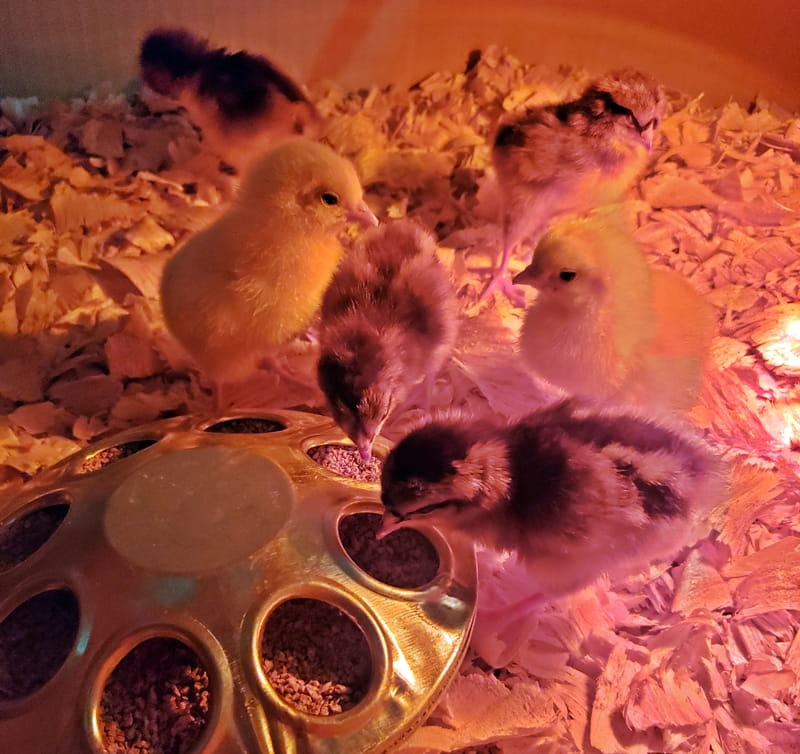 baby chicks around feeder
