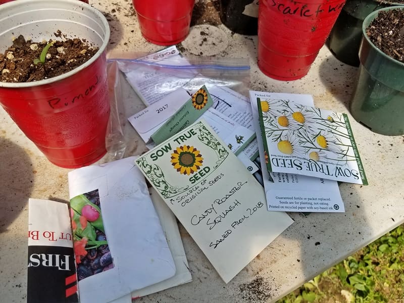 seed packets and pots in greenhouse
