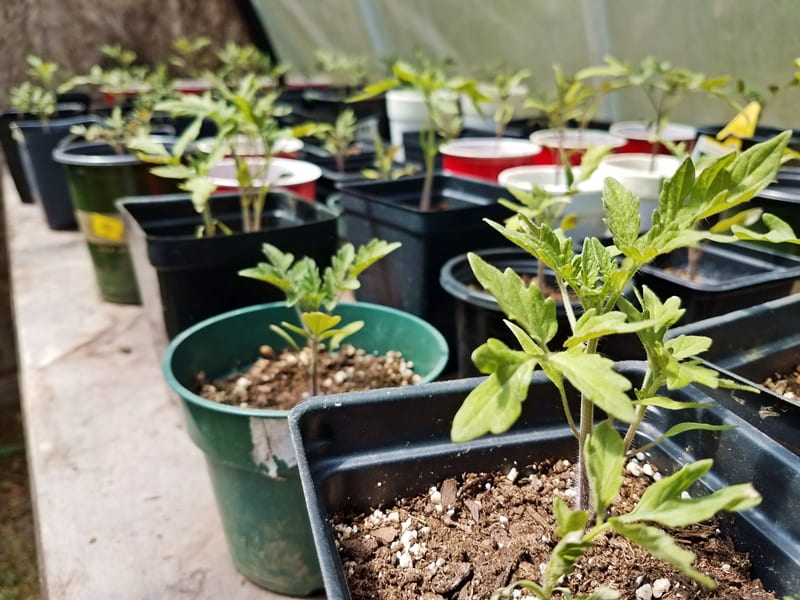 plant seedlings in greenhouse