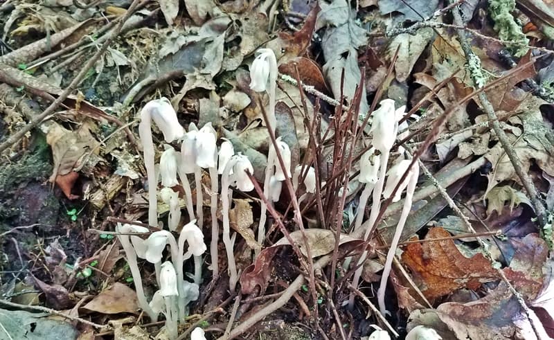 indian pipe, corpse plant, ghost plant