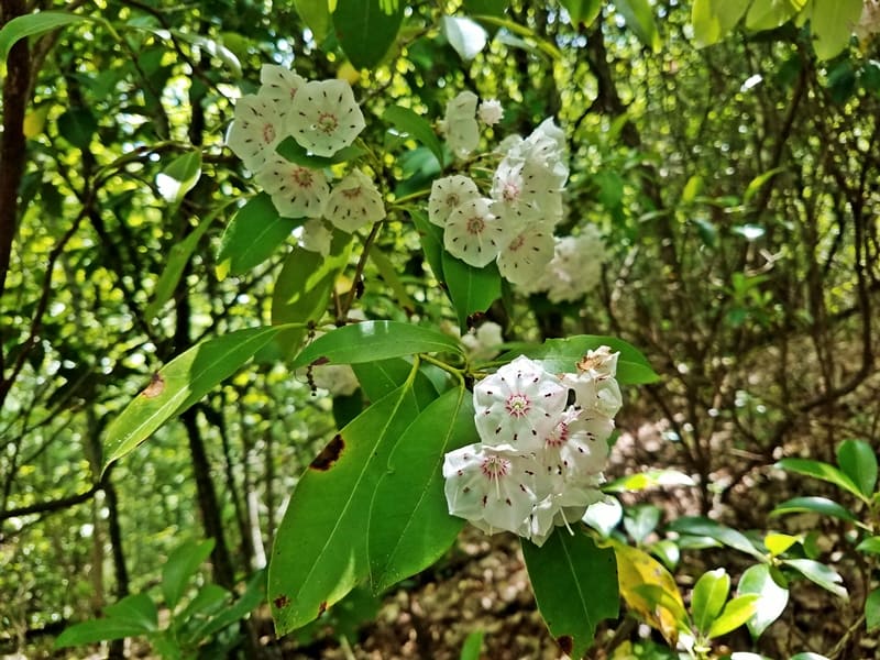 Ivy blooms on mountainside 