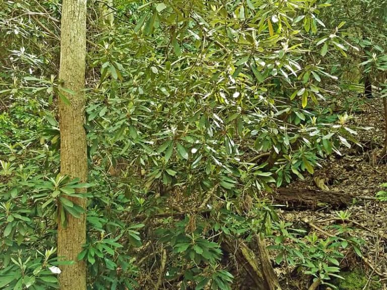 Laurel thicket