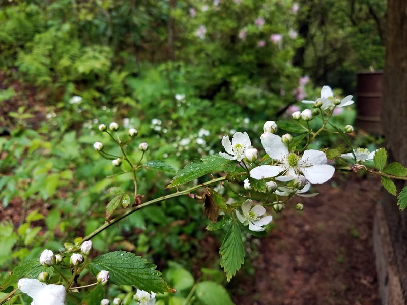 blackberry blooms