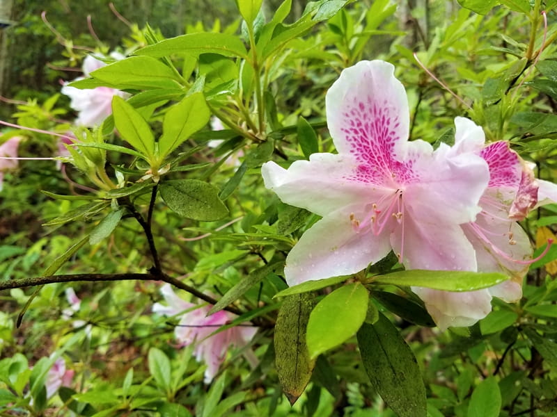 pink azalea