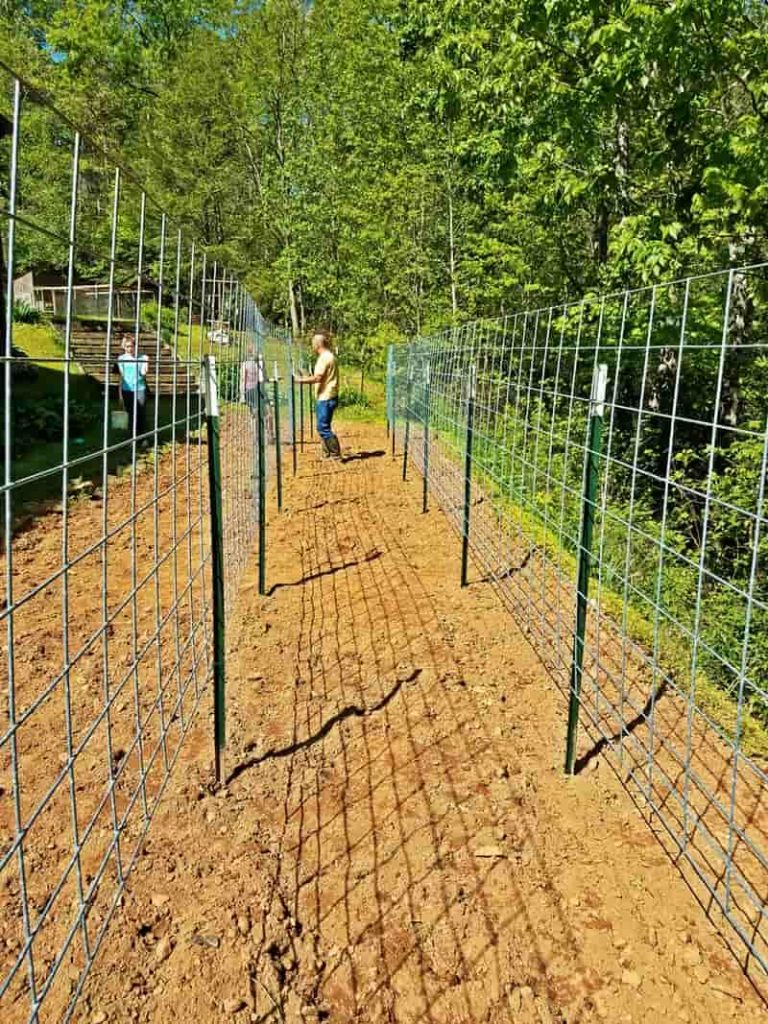 Our New Cattle Panel Bean Trellis Blind Pig and The Acorn