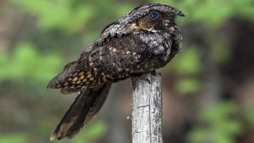 whippoorwill on fence post