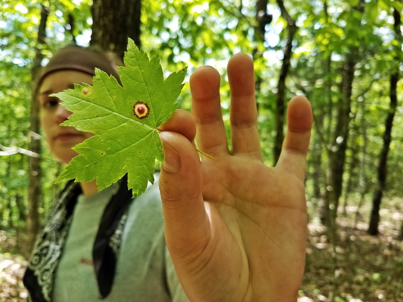 girl holding leaf