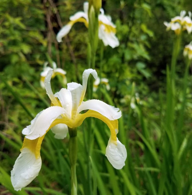 Flags = Iris Blind Pig and The Acorn