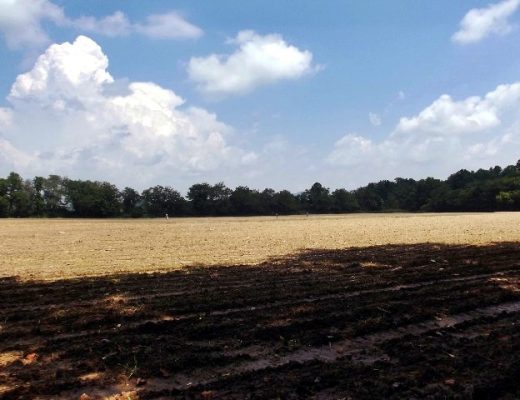 large corn field