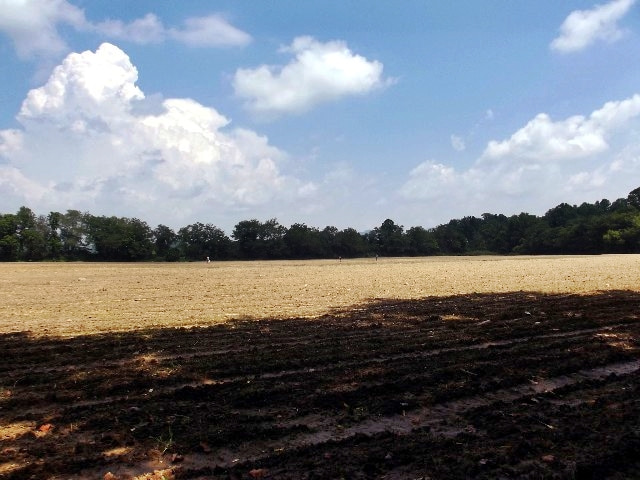 large corn field