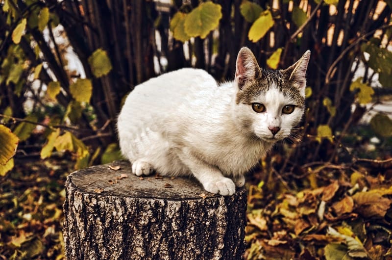 white kitten