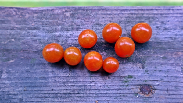 tomatoes