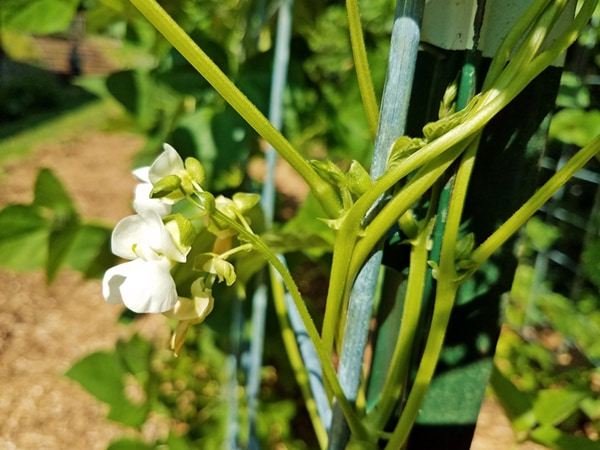 bean bloom