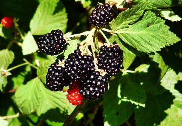 blackberries