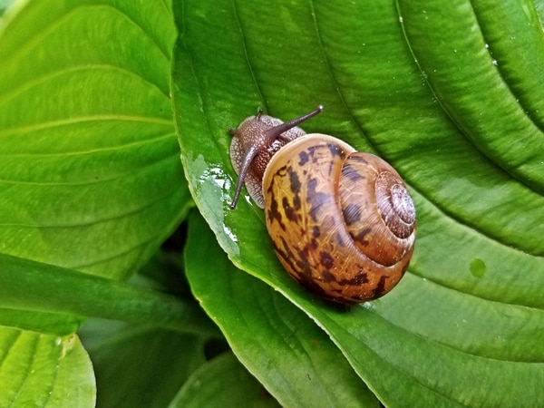 snail