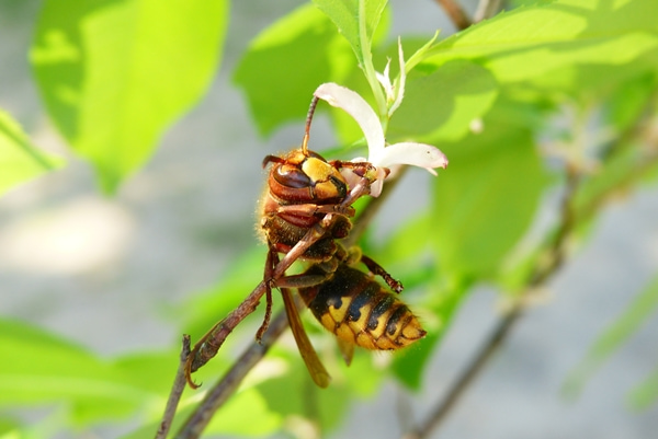 yellow jacket