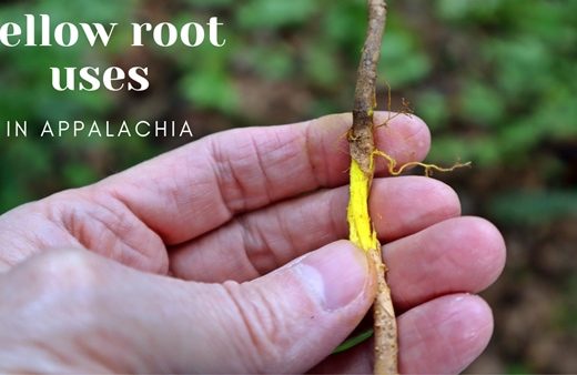 Yellow Root