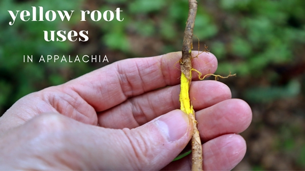 Using Yellow Root in Appalachia
