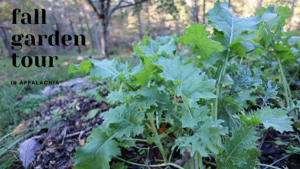 kale in garden