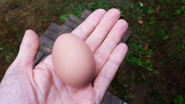 chicken egg