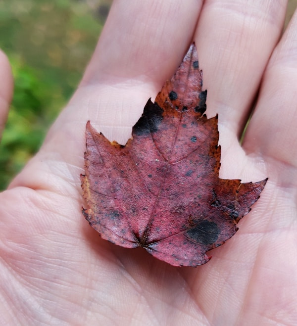 small red leaf
