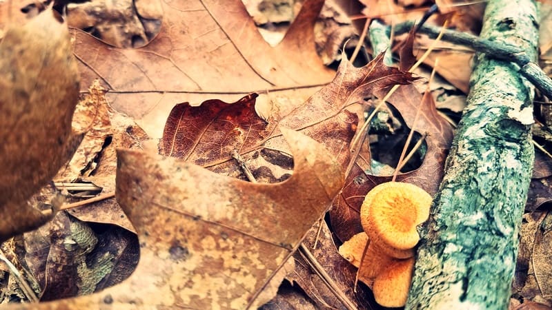 mushroom on branch