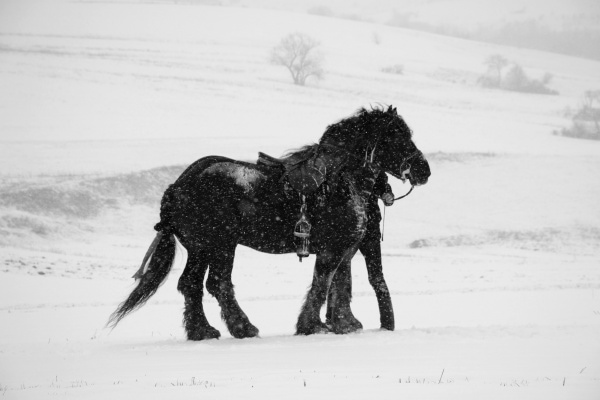 horse in snow
