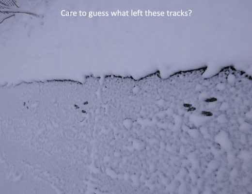 animal track in snow