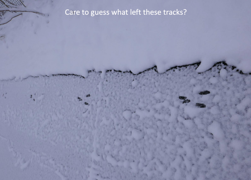 animal track in snow