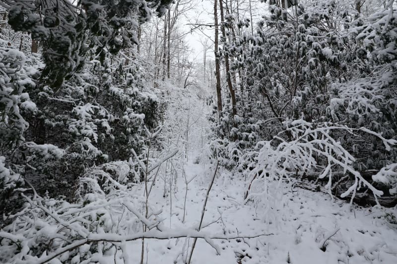 snow covered woods