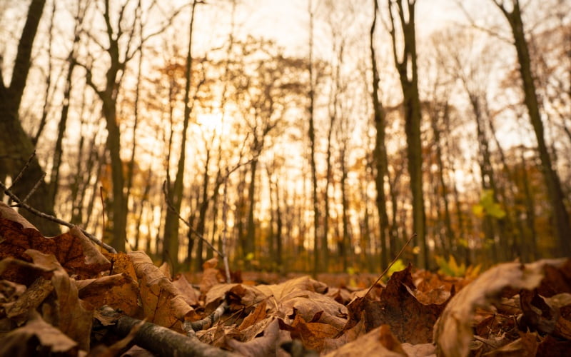 leaves under trees