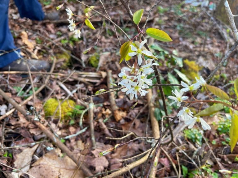 Sarvis Blooms in Appalachia