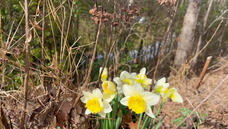 Daffodils