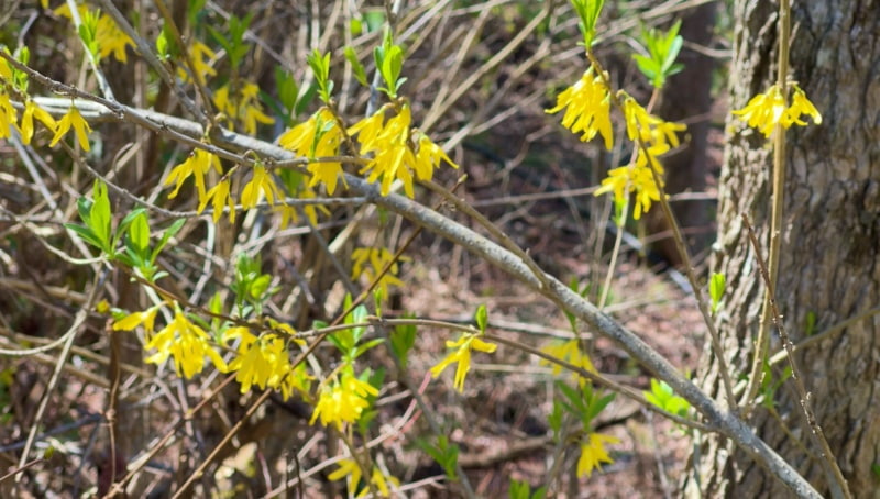 Yellow Bells