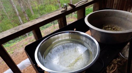 making birch sap drink