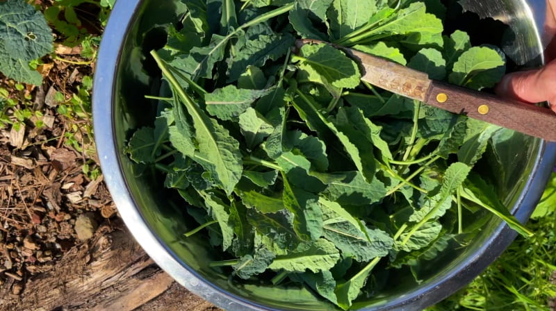 Kale in bowl