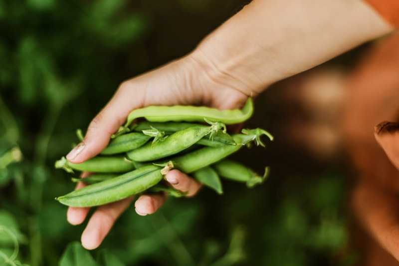 women picking peas