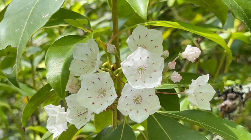 Ivy blooms