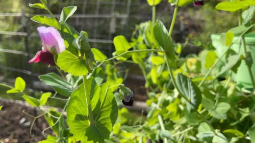 sweet peas