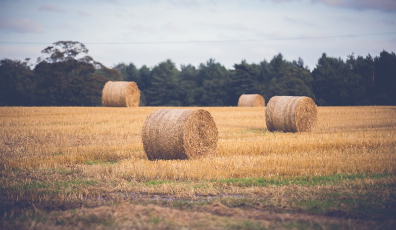 Back In The Hay Farm