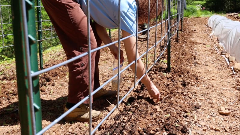 planting green beans