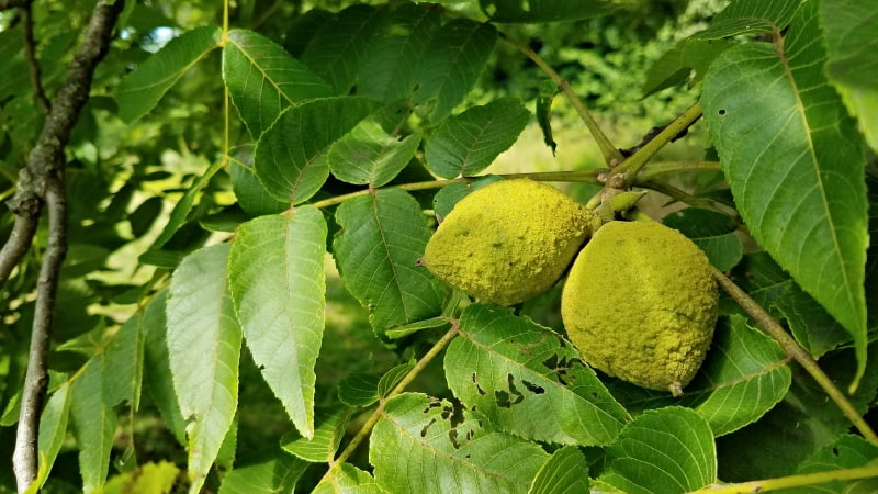 Black Walnuts