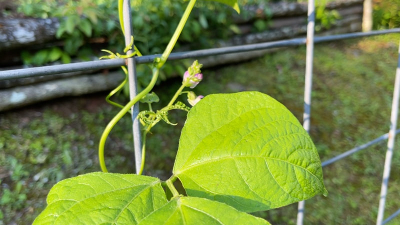 Bean vine