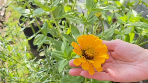 Zinnia Flowers