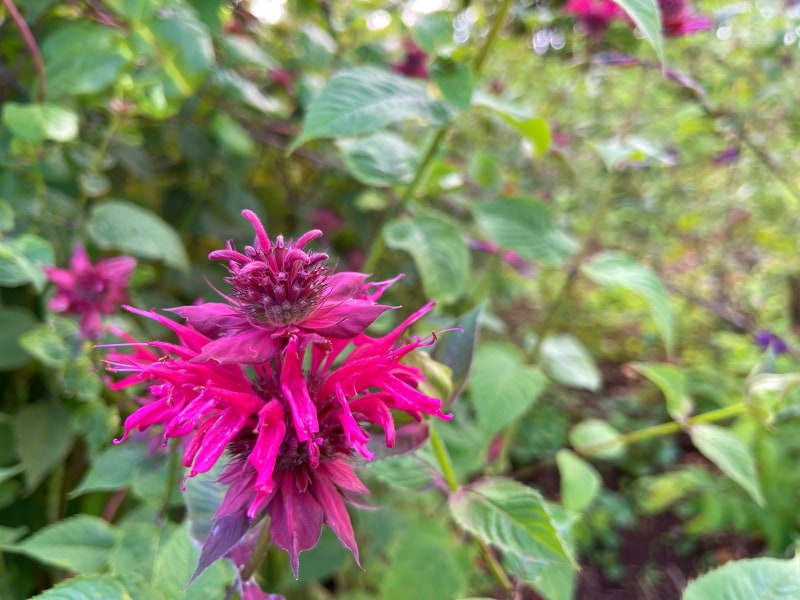 bee balm flower